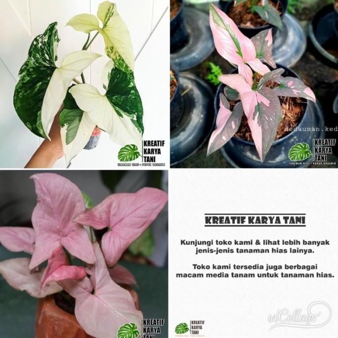 Tmn- Paket 3 Syngonium Pink - Syngonium Varigata - Syngonium Pink Splash