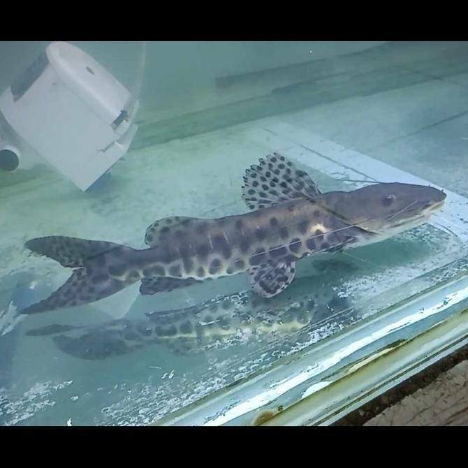 ikan hybrid butterfly catfish