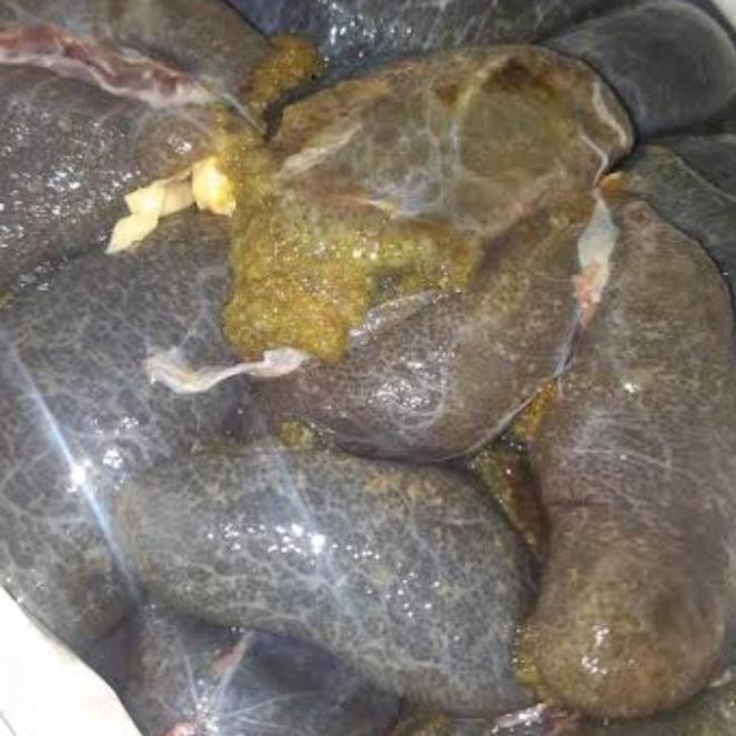 umpan pancing galatama telur lele murah banget