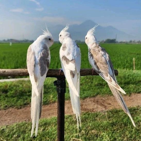 -VY- FALK WHITE FACE PARKIT AUSTRALIA WF NON TOMPEL FREE FLY OUTDOOR