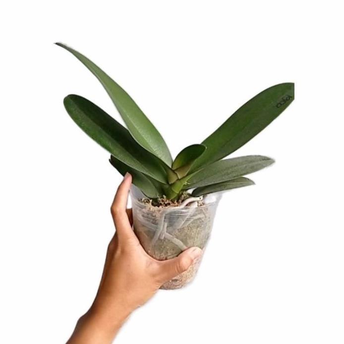 Bibit Anggrek Bulan Mini (dewasa siap berbunga)