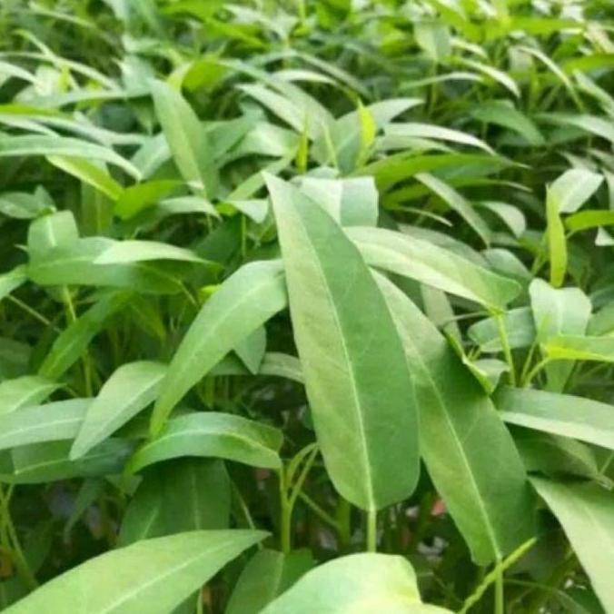 Benih Kangkung Super Isi 1 Kg Cap Tani UD Hartanindo