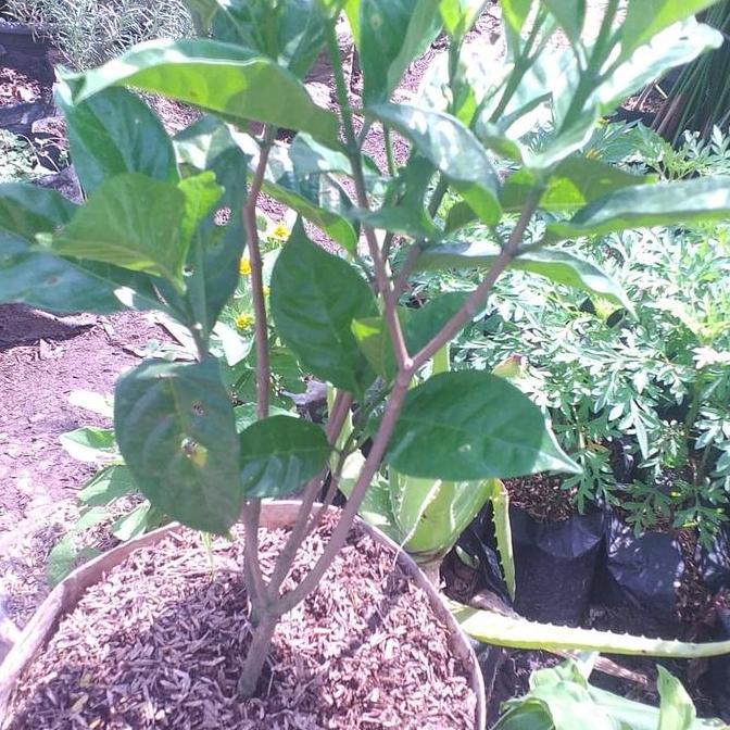 tanaman hias kacapiring polibek karung