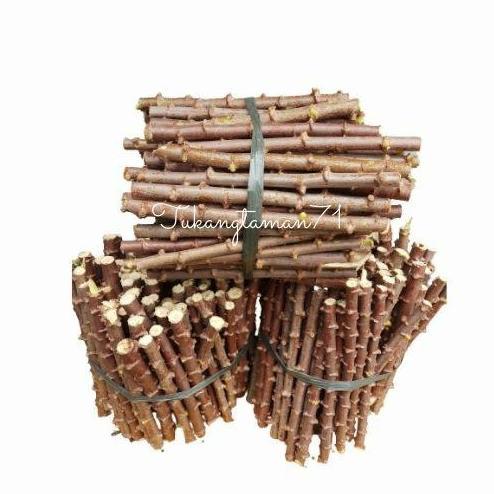 Bibit pohon Singkong mentega singkong kuning isi 50 batang plus bonus