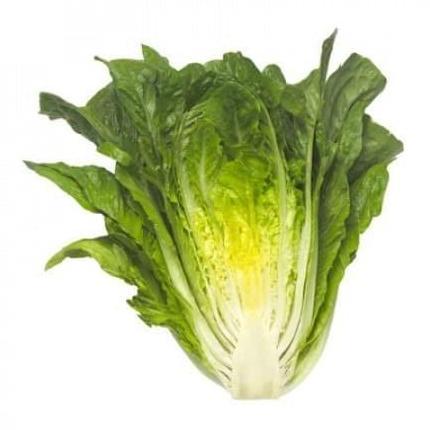 Silvergarden- Benih Bibit Selada Romain Maximus Rz 100 Pills