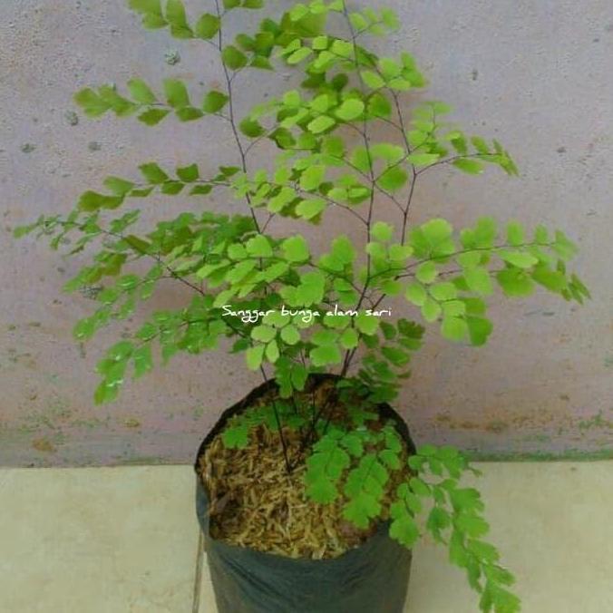 Tanaman Hias Bunga Suplir