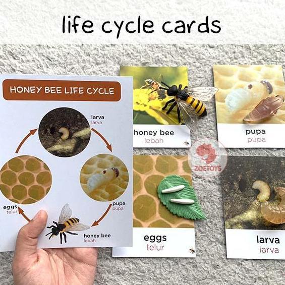 Playing- Zoetoys Life Cycle Cards | Flashcards Kartu Siklus Hidup Hewan Of Animals Ant Bee Butterfly