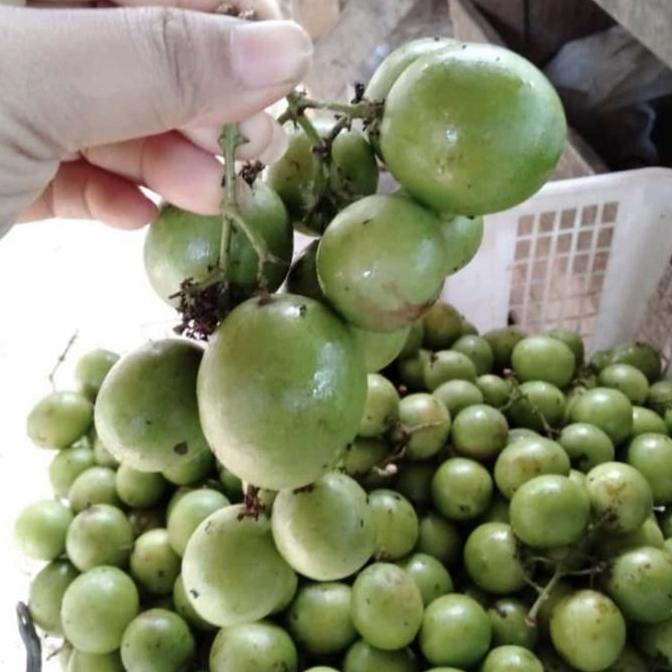 Buah Gandaria / Buah Jatake / Buah Ramania