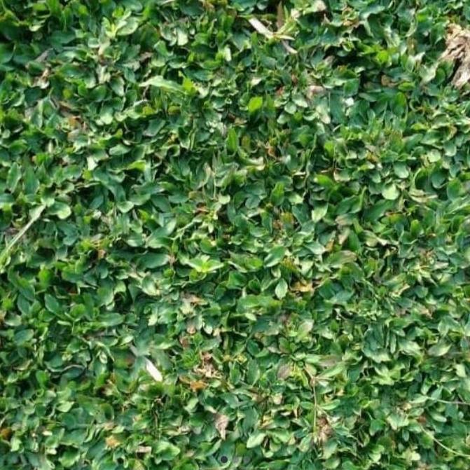 Rumput Gajah / Rumput Gajah Mini