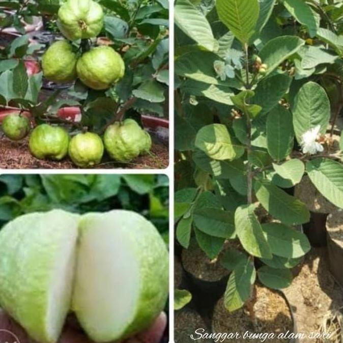 Tanaman Buah Jambu Kristal / Bibit tanaman Jambu Kristal