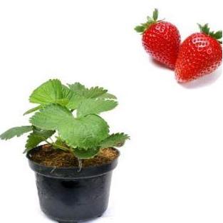 TANAMAN POHON BUAH STRAWBERRY/STROBERI PLUS POT /BIBIT UNGGUL STRAWBERRY PLUS POT