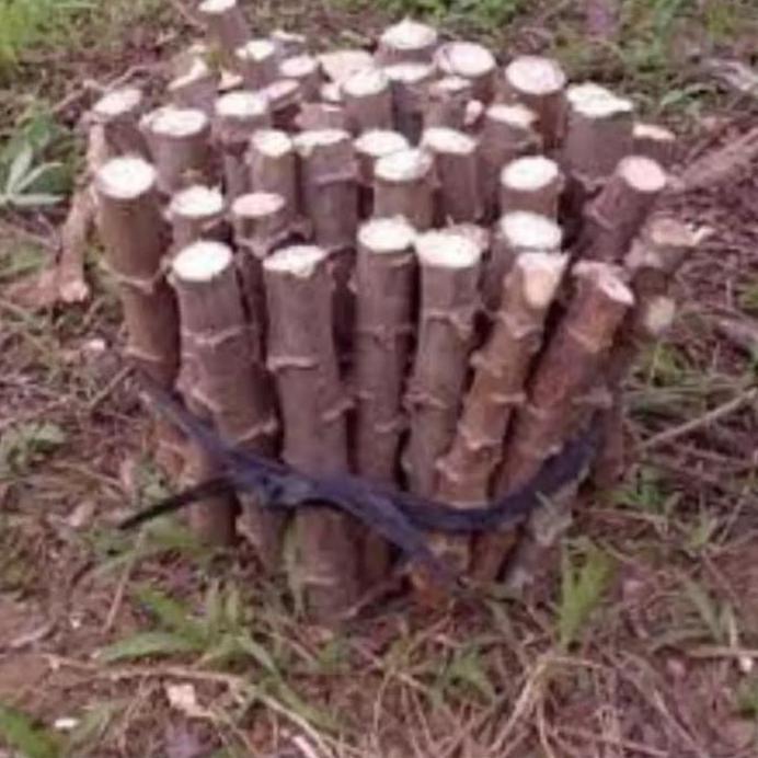 10 stek batang singkong mentega ukuran 25cm pohon singkong mentega