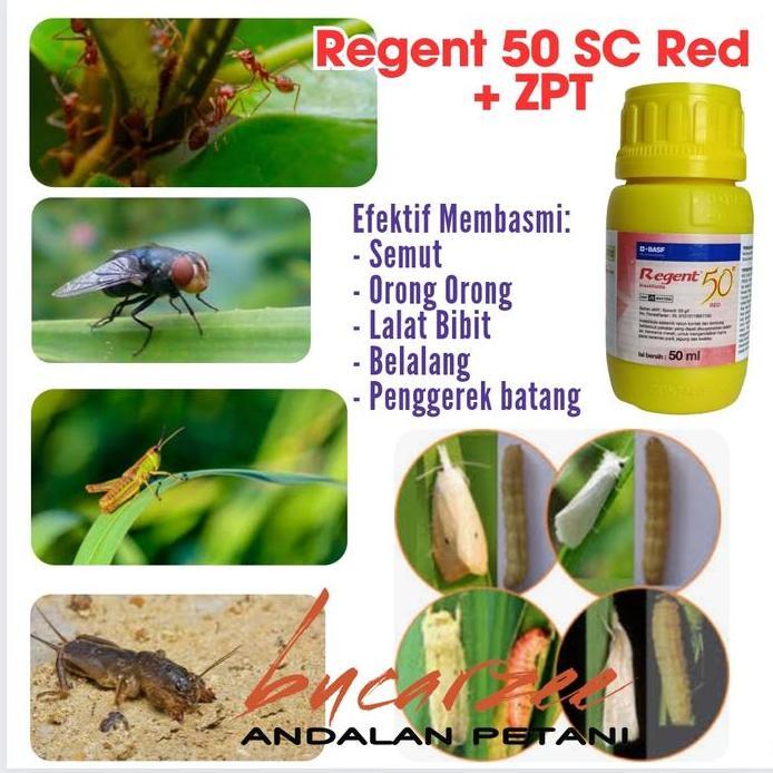 Insektisida + ZPT. Regent 50 SC Red