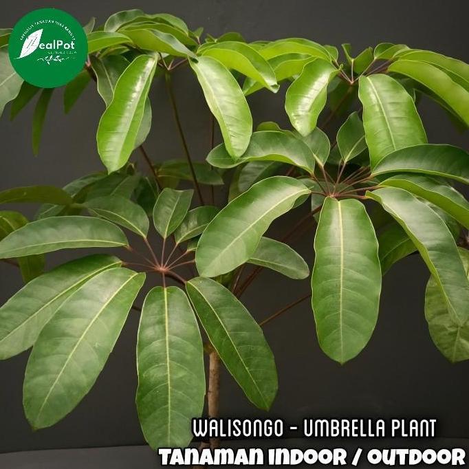 tanaman hias indoor Walisongo ukuran besar