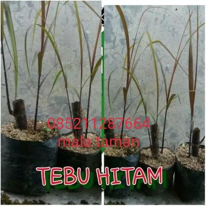 Tanaman tebu ireng/tebu hitam