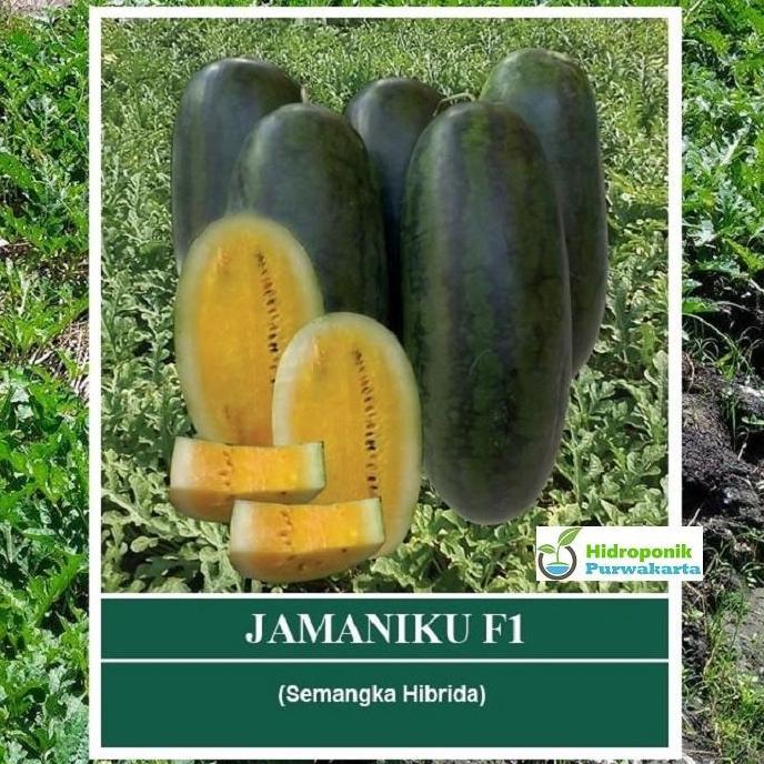 Benih Semangka Inul JAMANIKU F1 10 Gram Daging Kuning Cap Mutiara Bumi