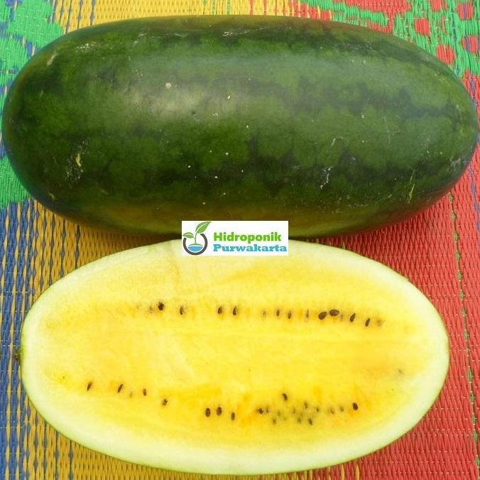 Benih Semangka Daging Kuning JAMANIKU F1 20 Gr Tipe Inul Mutiara Bumi