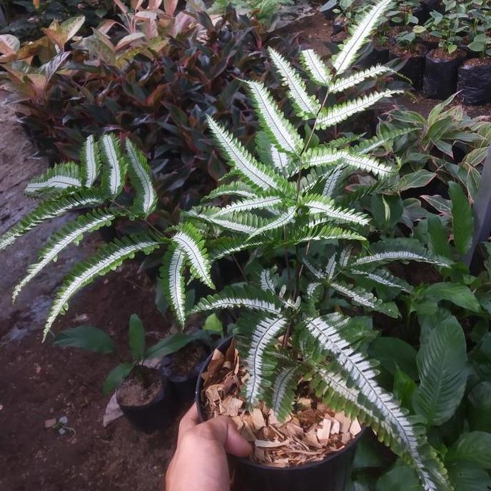 tanaman hias pakis pteris