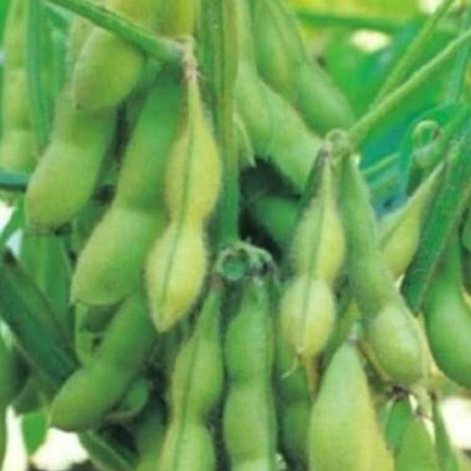 Bibit Unggul Kacang Kedelai Hitam Malika Kemasan Derigen Cantik
