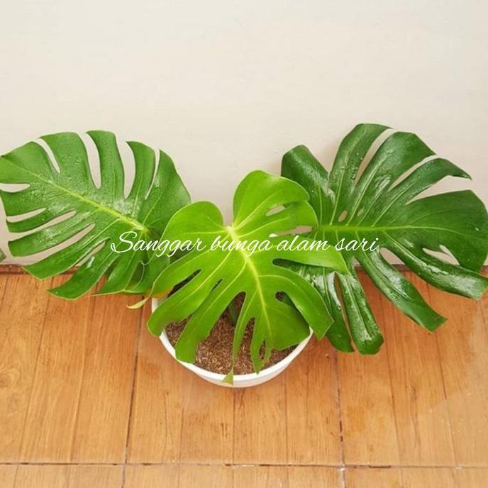 TANAMAN HIAS MONSTERA DELICOSA / BRAZIL + POT PUTI