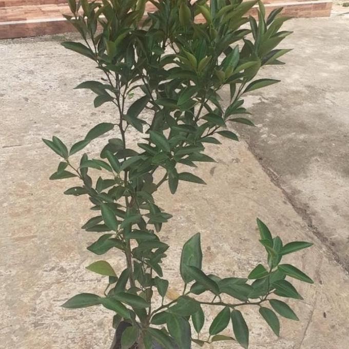 pohon jeruk santang madu bibit pohon jeruk santang madu