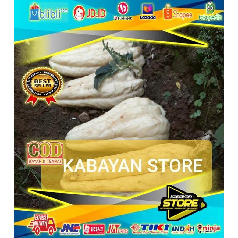 PROMO TERBAIK BIBIT LABU SIAM/WALUH SIEM PUTIH SIAP TANAM