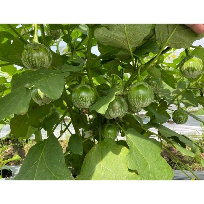 TERONG LALAP PROVITA F1 - ORIGINAL PANAH MERAH - BENIH UNGGUL HIBRIDA