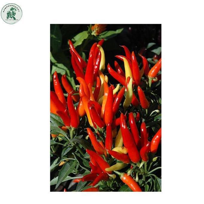 Benih Bibit Cabe Rawit Centil F1 Known You Seed - KYS CABAI RAWIT CENTIL F1