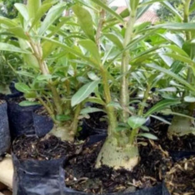 Tanaman kamboja jepang/kamboja bonsai