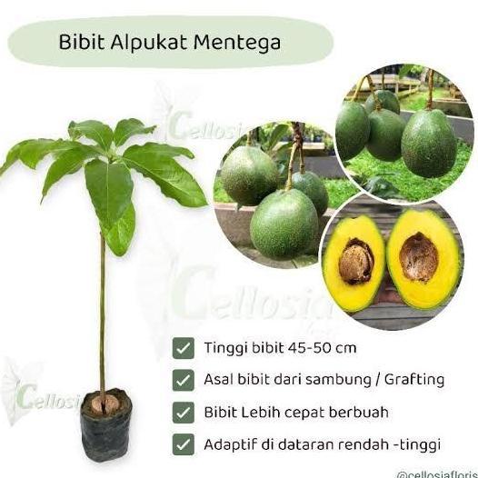 benih untuk tanaman alpukat dapat 3 tanaman