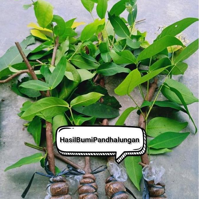 Potong Cangkok Jambu Air Citra Fresh Buah Tanaman Merah