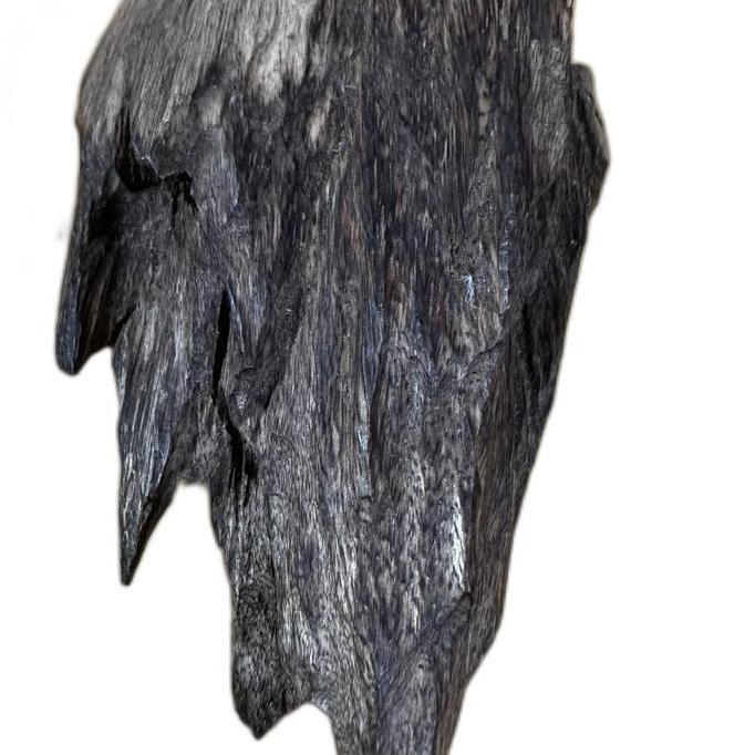 kayu gaharu aquilaria malaccensis Super King Rare Agarwoods Papua