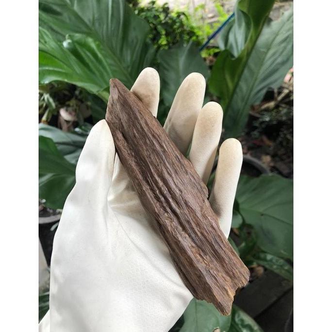 DEKORASI SEDANG DARI KAYU GAHARU MERAUKE ASGON 2 -AROMA SURGA