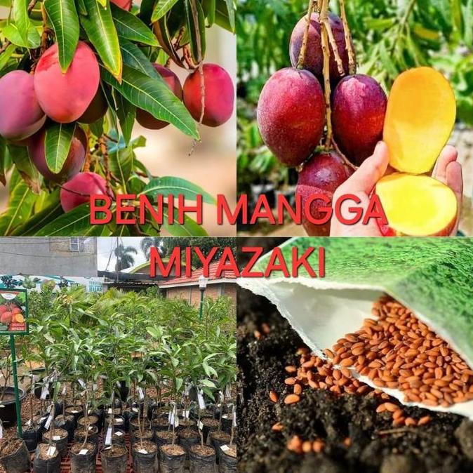BENIH MANGGA MIYAZAKI BERKUALITAS valid