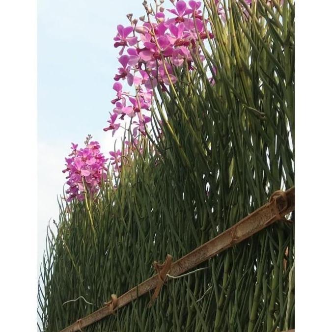 Anggrek Vanda Douglas Dewasa