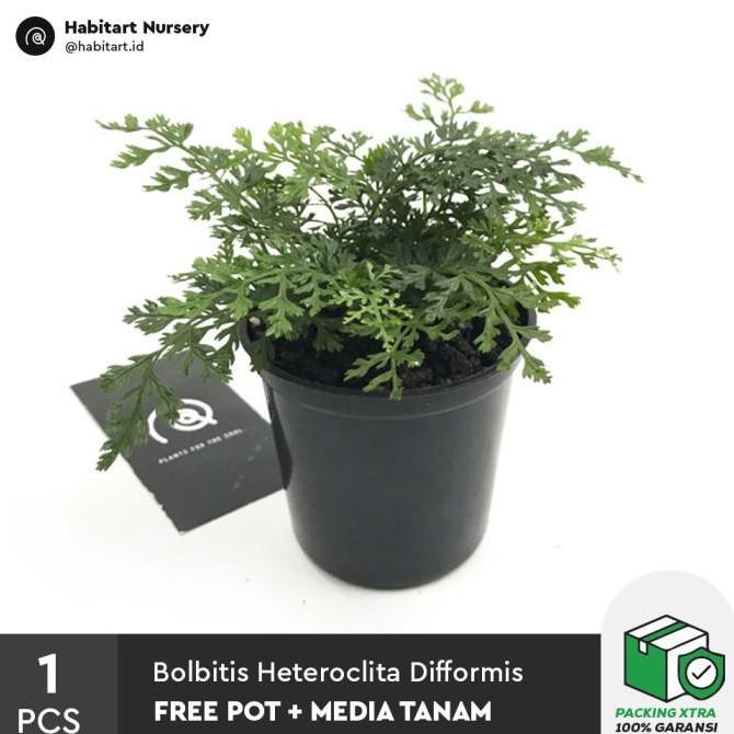 Bolbitis Heteroclita Difformis 'Mini Bolbitis' - Tanaman Paludarium