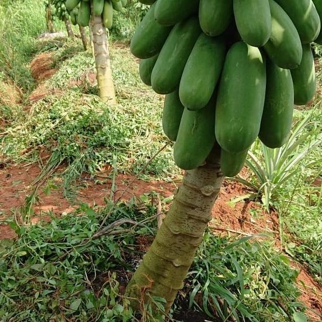 Benih Pepaya Callina IPB (IPB9)