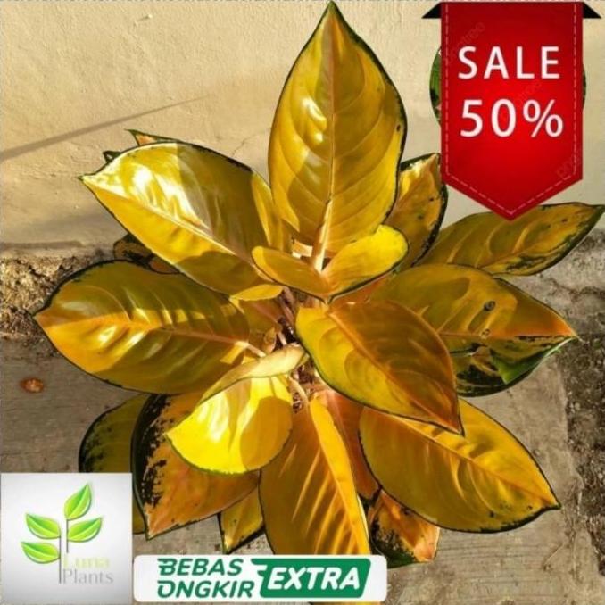 aglonema sultan brunei / tanaman hias aglonema sultan brunei bibit