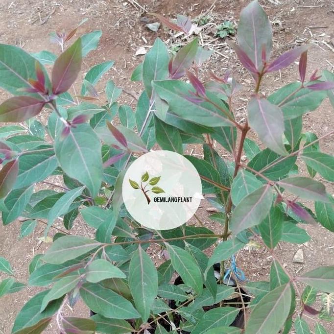 Bibit tanaman eucalyptus - Pohon kayu eucalyptus - Pohon rainbow