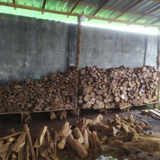 (PROMO TERBATAS) Gaharu Buaya Batangan 1kg Gaharu Buaya Bulat 1000% Asli Alami Kalteng