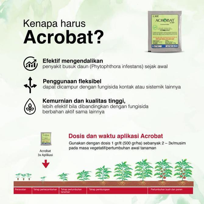 Lansungkirim- Acrobat 50 Wp (40Gr) - Fungisida Sistemik Untuk Layu Fusarium Jamur
