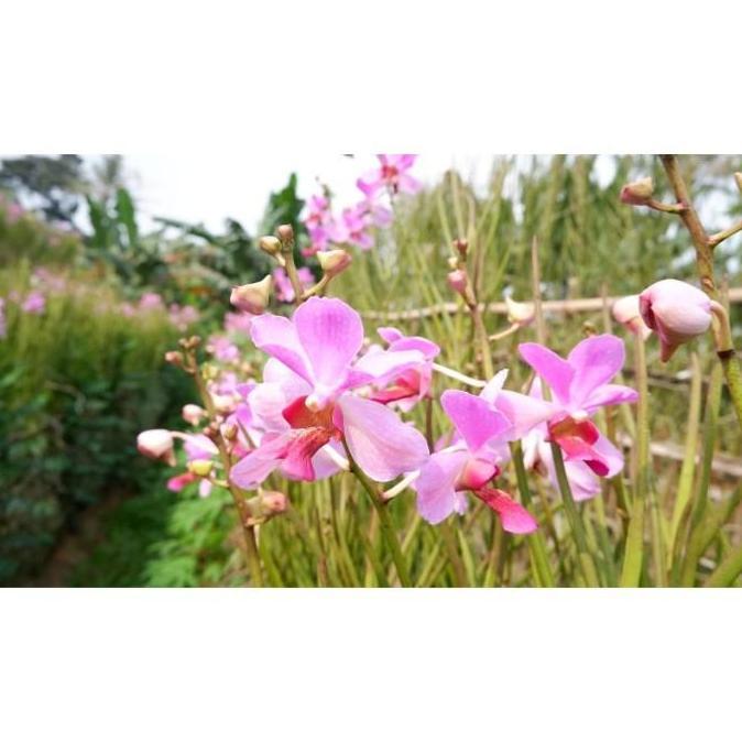 Anggrek Vanda Douglas Dewasa