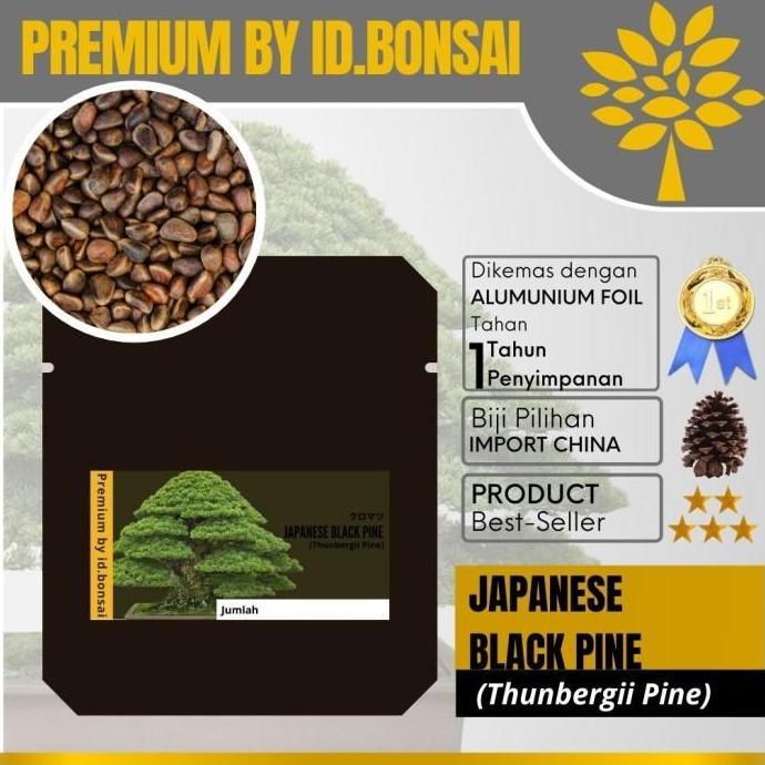 Biji Bonsai Japanese Black Pine PREMIUM
