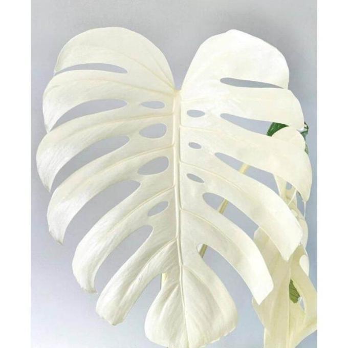 bonggol monstera marmorata variegata albino