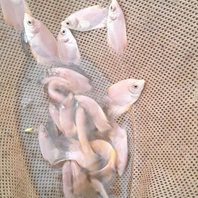 GURAME PADANG BIBIT. SIZE JEMPOL.