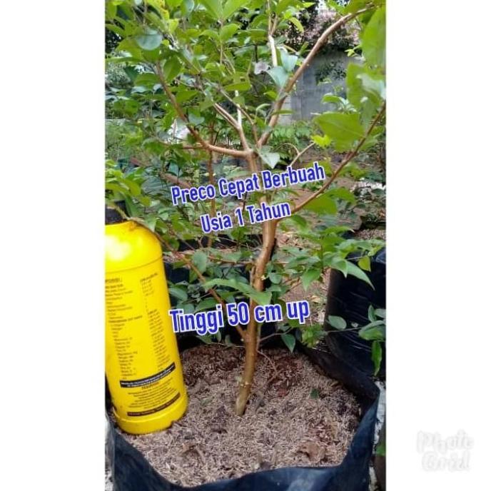 Jaboticaba Preco or Anggur Brazil Genjah Hybrid