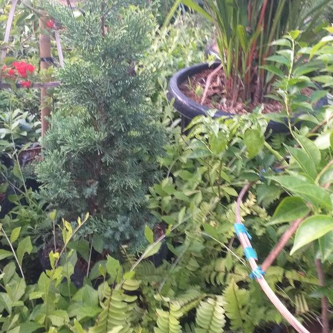 tanaman hias cemara lilin 1 meter