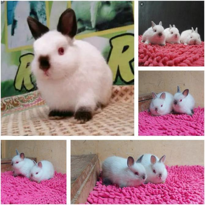 bayangkarashop - kelinci mini dwarf himalaya plus pakan