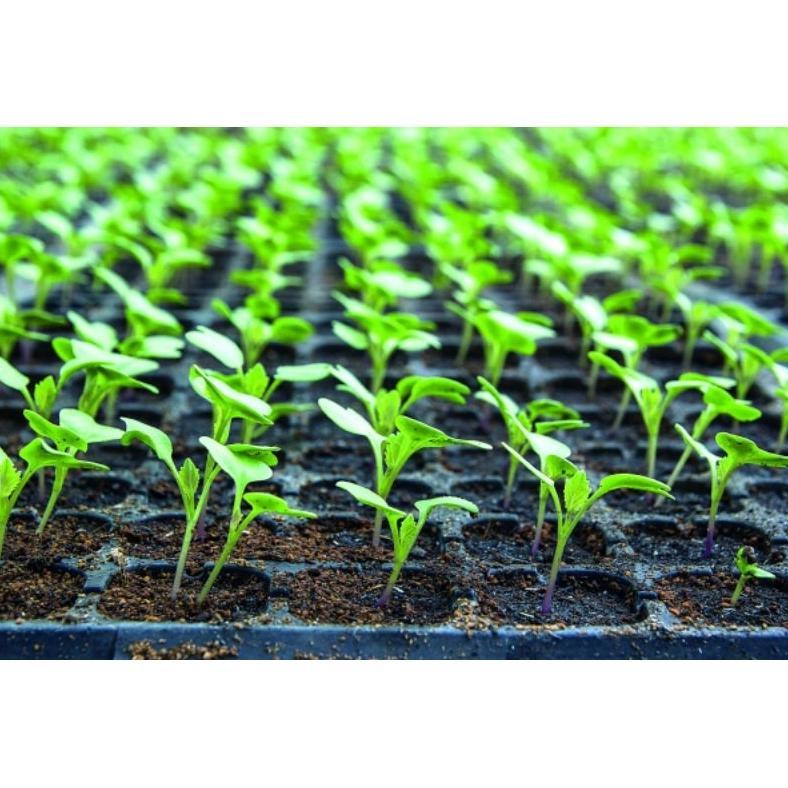 Bisa Cod Tray Semai Tebal 50,72,105,128,200 Lubang_Pot Semai_Pot Tray ><