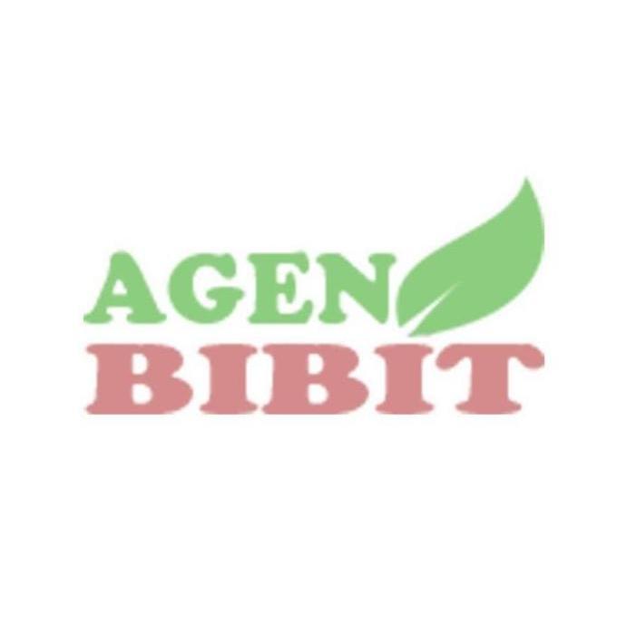 Bibit Pohon Culan - Tanaman Pacar Cina - Kemuning Cina